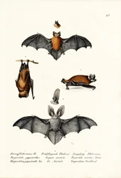 Pipistrelle commune, 1824